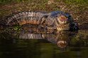 084 Noord Pantanal, yakarekaaiman